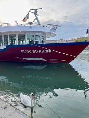 Königlicher Besuch von den Schwänen