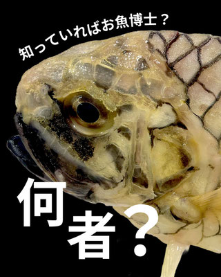 知る人ぞ知る珍魚！マツカサウオ