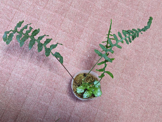 レカノプテリス・デパリオイデス（Lecanopteris deparioides