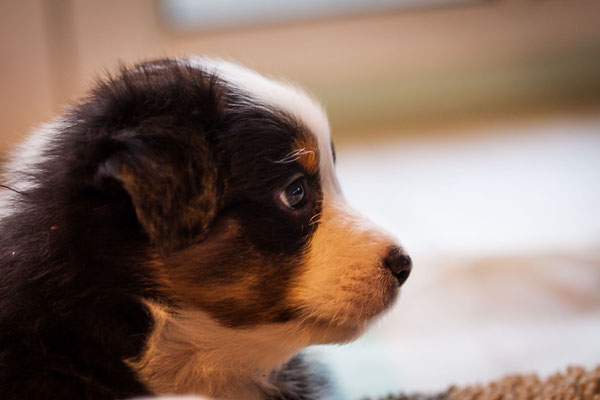 australian shepherd welpen