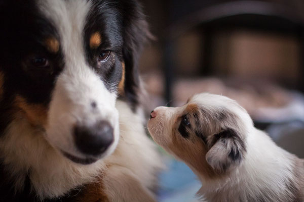 australian shepherd welpen