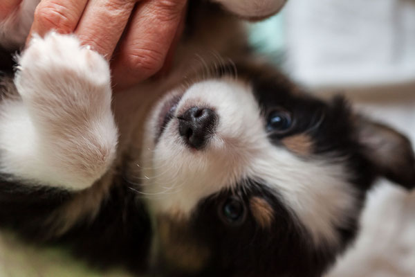 australian shepherd welpen