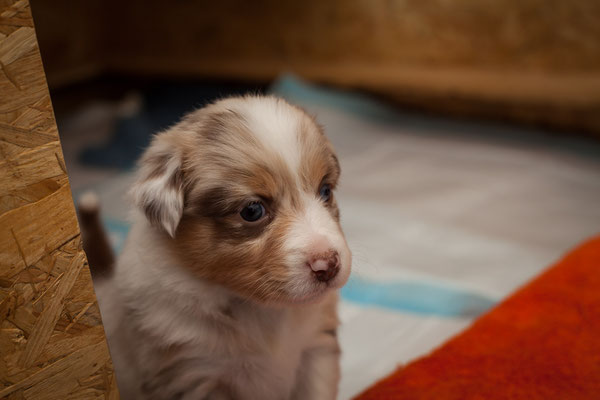 australian shepherd welpen