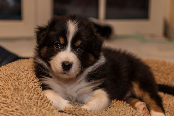 australian shepherd welpen