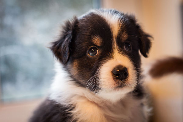 australian shepherd welpen