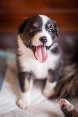 australian shepherd welpen