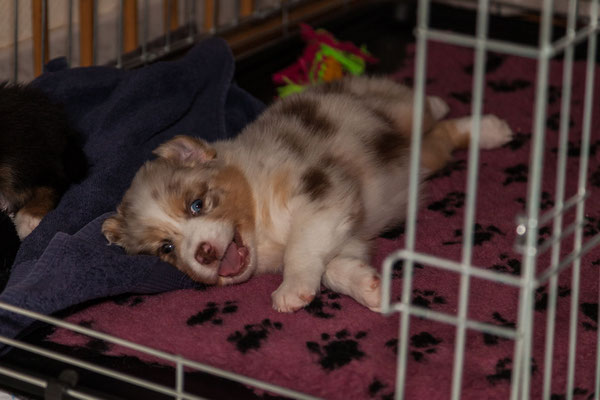 australian shepherd welpen