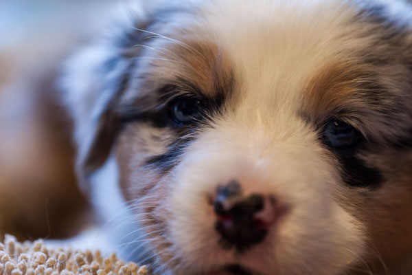 australian shepherd welpen