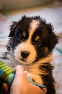 australian shepherd welpen