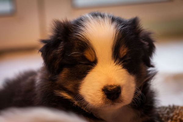 australian shepherd welpen