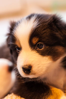 australian shepherd welpen