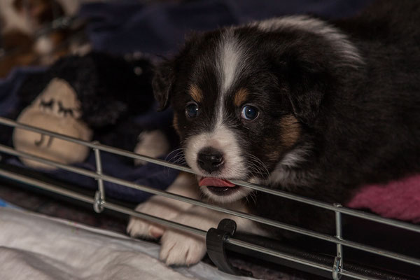 australian shepherd welpen