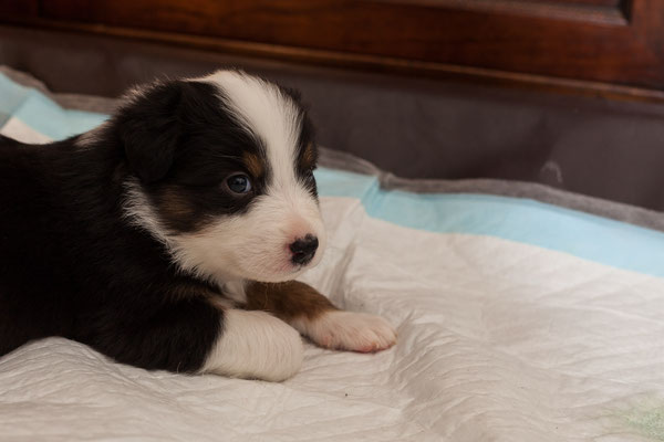 australian shepherd welpen