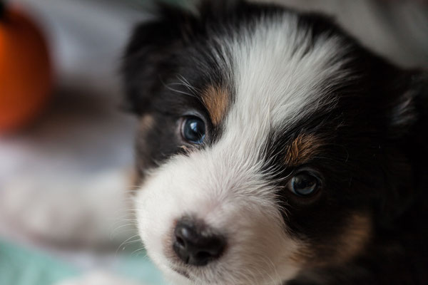 australian shepherd welpen