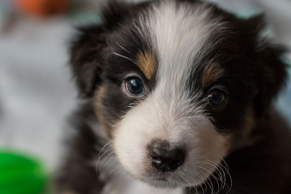 australian shepherd welpen