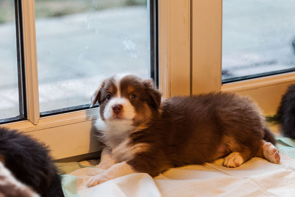 australian shepherd welpen