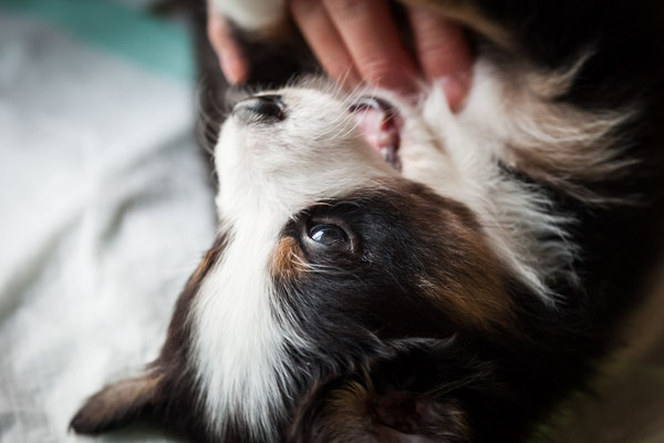 australian shepherd welpen