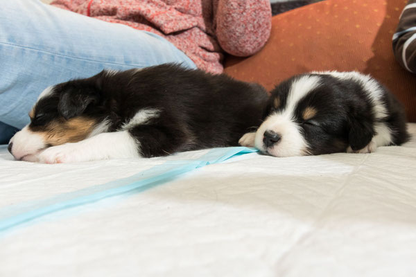 australian shepherd welpen