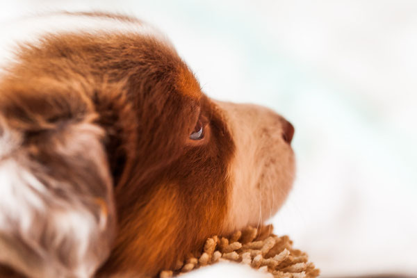 australian shepherd welpen