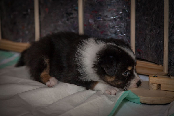 australian shepherd welpen