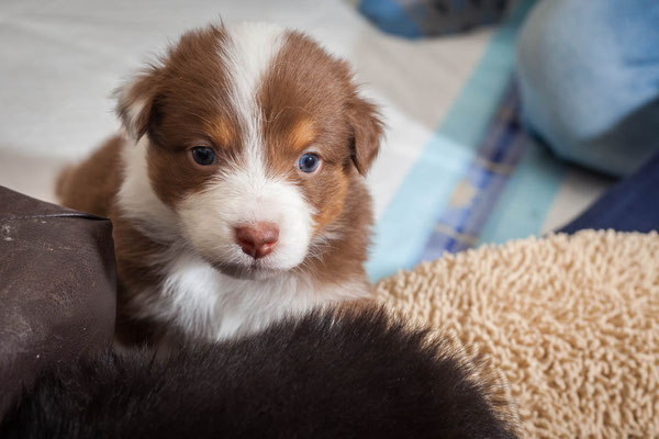 australian shepherd welpen