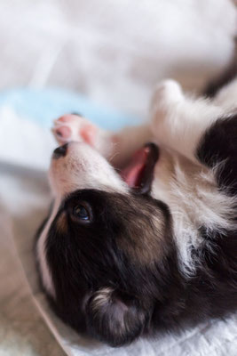 australian shepherd welpen