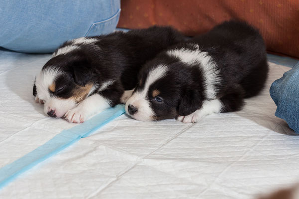 australian shepherd welpen