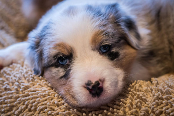 australian shepherd welpen