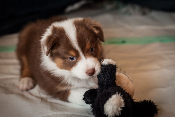 australian shepherd welpen