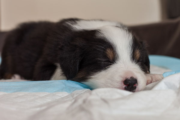 australian shepherd welpen