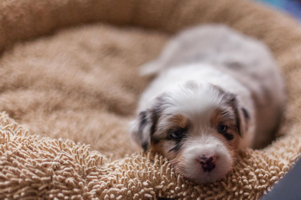 australian shepherd welpen