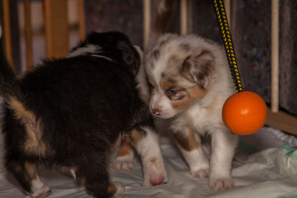 australian shepherd welpen