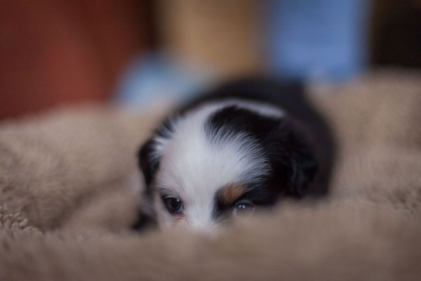 australian shepherd welpen