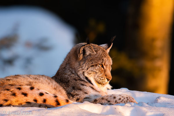 Luchs