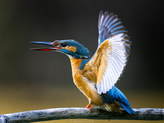 aufgeregter Eisvogel