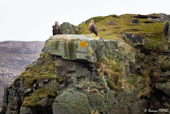 2 Seeadler, Insel Skye Schottland