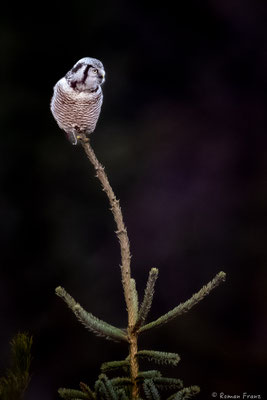 Northern Hawk-Owl, Sperbereule