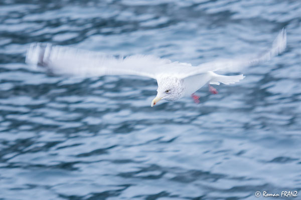 Möwe