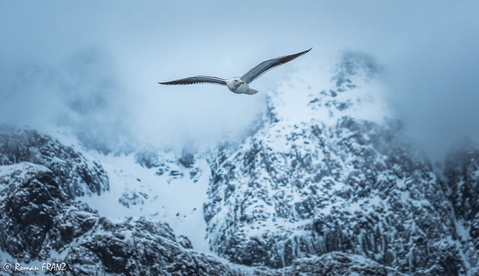 Möwe