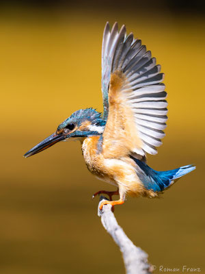 aufgeregter Eisvogel