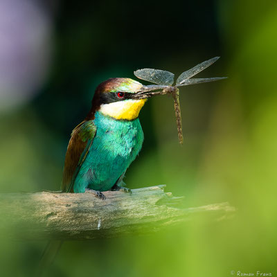 Bienenfresser