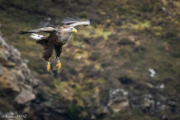 Seeadler, Schottland