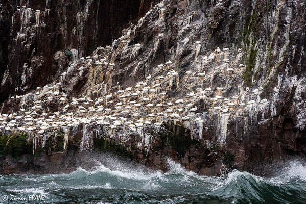 Basstölpel Bass Rock, Schottland