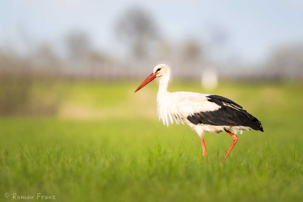 Storch