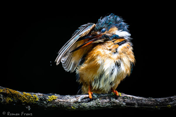 Eisvogel beim Putzen