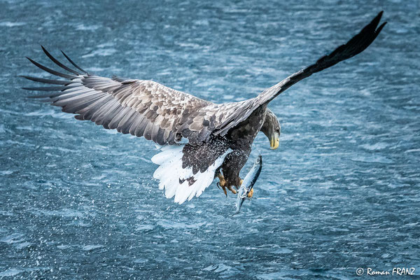 Seeadler