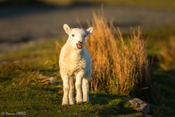 kleines Schaf, Insel Skye Schottland