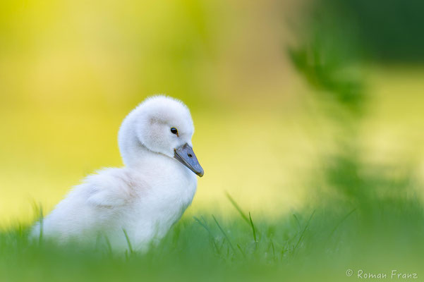 Schälchen
