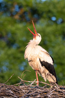 Storch