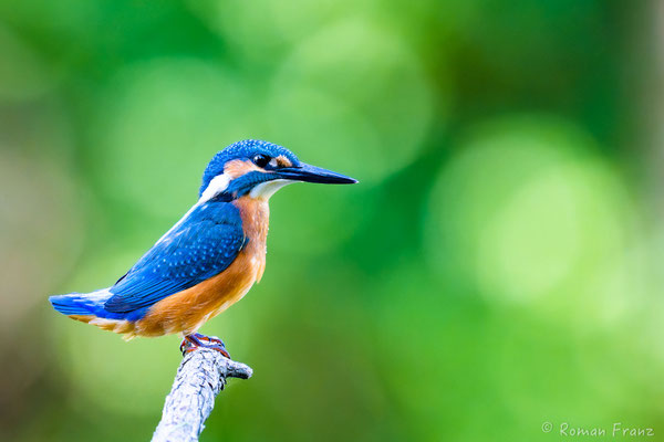 Eisvogel